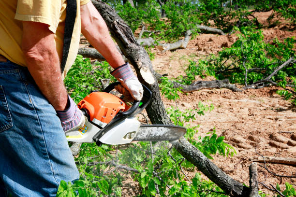 Best Tree Fertilization  in USA